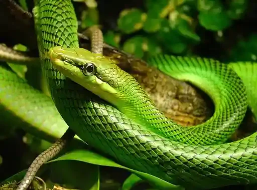 Railay Beach Thailand Green Snakes Poisonous