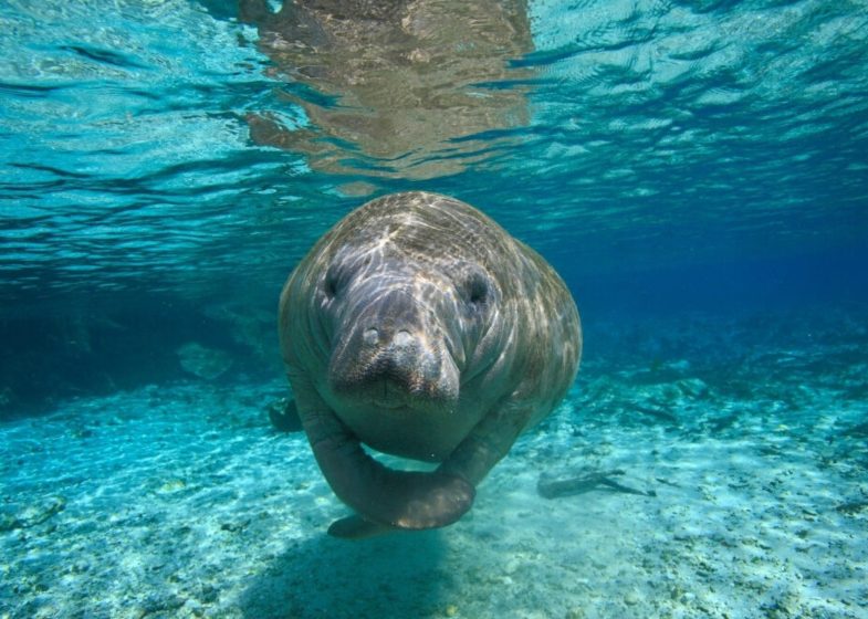 manatee tour naples