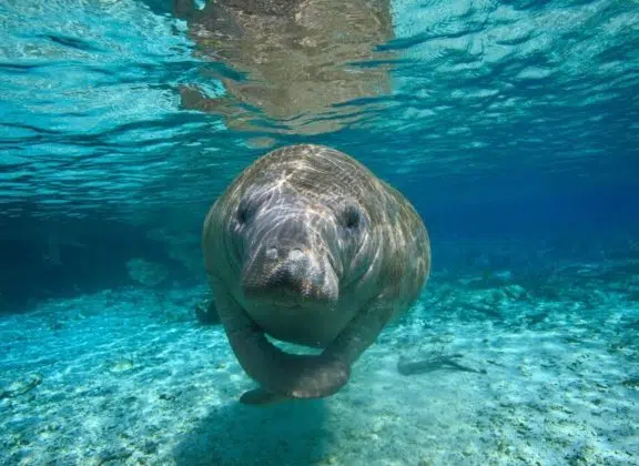 manatee tour naples