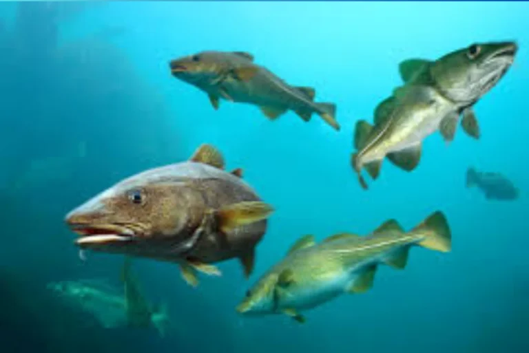 What Experts Say About United Fish Dubai