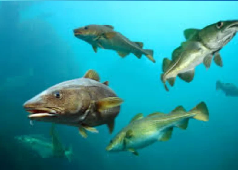 What Experts Say About United Fish Dubai