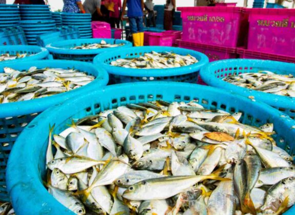 Breakthrough technology in hamour fish benefits