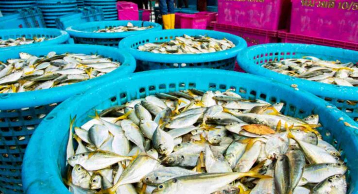 Breakthrough technology in hamour fish benefits