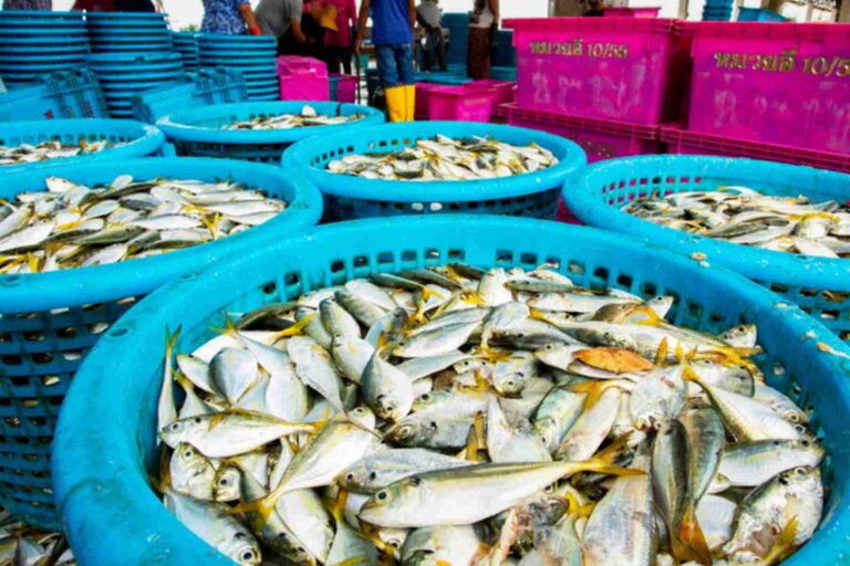 Breakthrough technology in hamour fish benefits