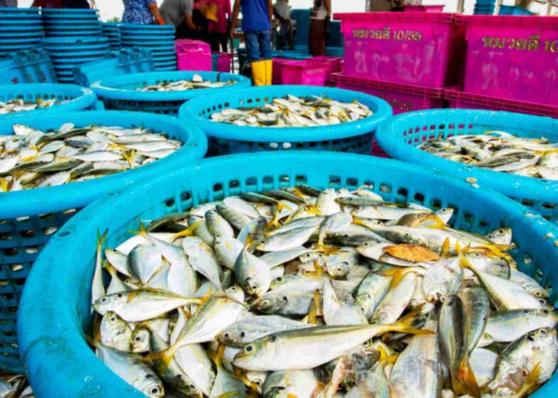 Breakthrough technology in hamour fish benefits